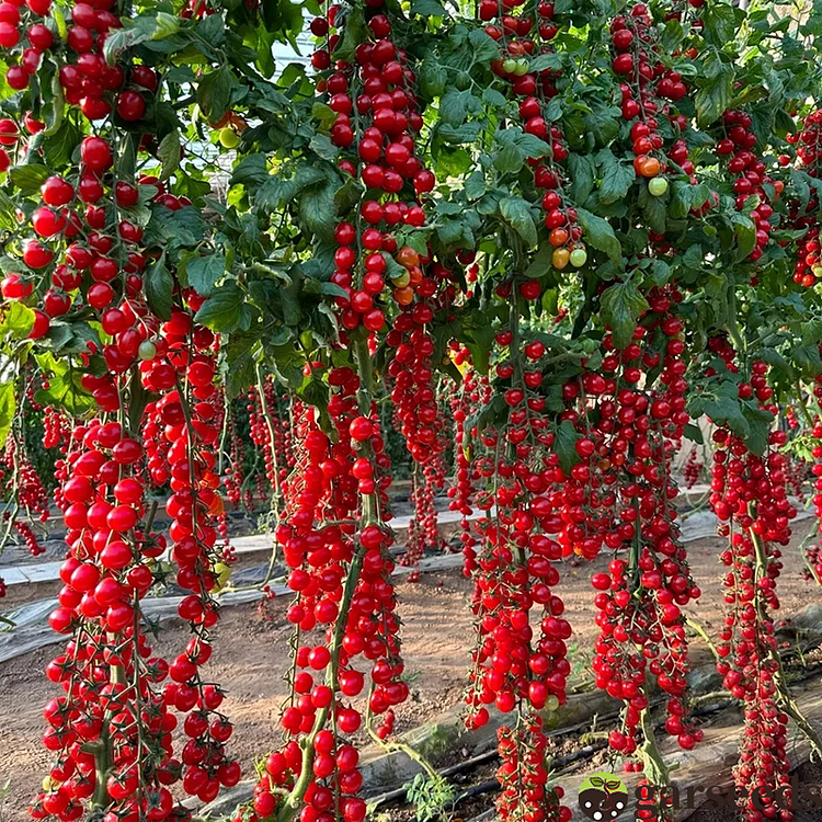 Waterfall Tomato Seeds